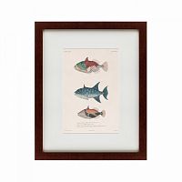 картина: tropical fish, 1830 в Пензе
