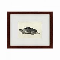 картина: a hand-painted illustration of a burmese roofed turtle, 1873 в Пензе
