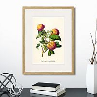 картина: botany illustration №22, 1836г. в Пензе