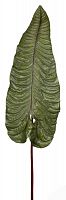 декор alocasia в Пензе