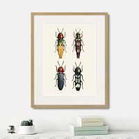 картина: assorted beetles №5, 1735г. в Пензе