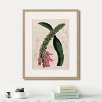 картина: exotic plants of the world №2, 1815г. в Пензе