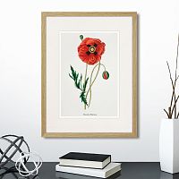 картина: botany illustration №15, 1836г. в Пензе