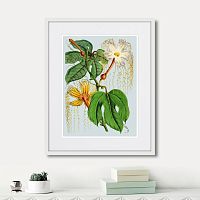картина: himalaya plants hodsgonia flower white and yellow, 1869г. в Пензе