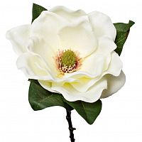 магнолия белая 72 см (12) в Пензе