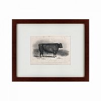 картина: a devon bull, 1849 в Пензе