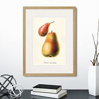 картина: botany illustration №16, 1836г. в Пензе