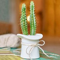 набор для выращивания eco шляпа в Пензе