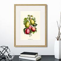 картина: botany illustration №20, 1836г. в Пензе