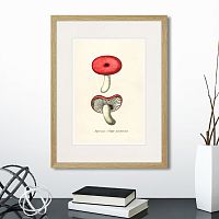 картина: botany illustration №12, 1836г. в Пензе