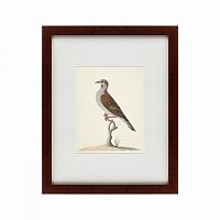 картина: the brown bird в Пензе