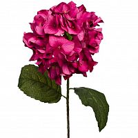 гортензия алая 85 см (12) в Пензе
