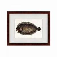 картина: sole fish, 1722 в Пензе