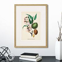 картина: botany illustration №24, 1836г. в Пензе