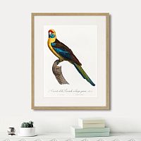 картина: beautiful parrots №12, 1872г. в Пензе