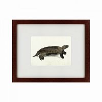 картина: a hand-painted illustration of an arakan forest turtle, 1872 в Пензе