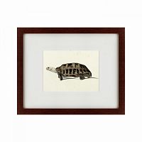 картина: a hand-painted illustration of an elongated tortoise, 1873 в Пензе