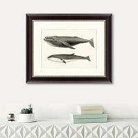 картина: humpback whale (megaptera versabilis), 1859 в Пензе