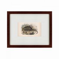 картина: armadillo, 1860 в Пензе