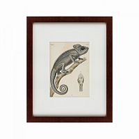 картина: chameleon, 1706 в Пензе