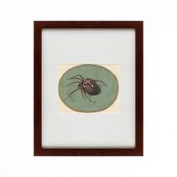 картина: spider, 1690 в Пензе