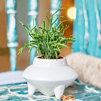 набор для выращивания eco нло в Пензе