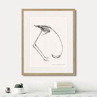 картина: phanicopterus ruber, 1867г. в Пензе