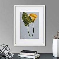 картина: yellow arum lily, 1899г. в Пензе