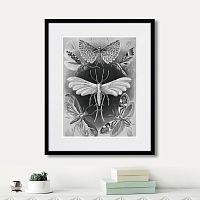 картина: art forms of nature №4, 1897г. в Пензе