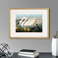 картина: common american swan (white), 1838г. в Пензе