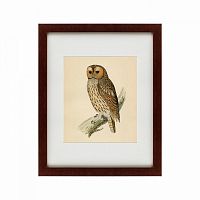 картина: brown owl, 1760 в Пензе