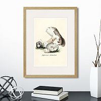 картина: botany illustration №7, 1836г. в Пензе