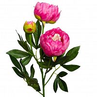 пион розовый 64 см (24) в Пензе