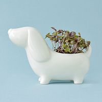 набор для выращивания eco собачка в Пензе