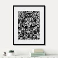 картина: art forms of nature №2, 1897г. в Пензе