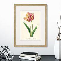 картина: botany illustration №3, 1836г. в Пензе