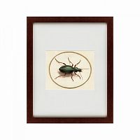 картина: beetle, 1700 в Пензе