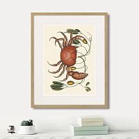 картина: land crab and tapia branch, 1742г. в Пензе